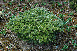 Tundra Korean Fir (Abies koreana 'Tundra') at Lakeshore Garden Centres