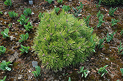 Vibrant Japanese Red Pine (Pinus densiflora 'Vibrant') at Lakeshore Garden Centres
