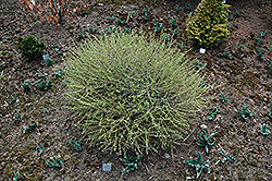 Darling Susie Larch (Larix decidua 'Darling Susie') at Lakeshore Garden Centres
