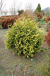 Gold Cargo Arborvitae (Thuja occidentalis 'Gold Cargo') at Lakeshore Garden Centres