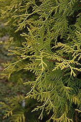 Gold Cargo Arborvitae (Thuja occidentalis 'Gold Cargo') at Lakeshore Garden Centres