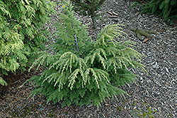 Green Spray Hemlock (Tsuga canadensis 'Green Spray') at Lakeshore Garden Centres