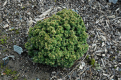 Abbott's Pygmy Hemlock (Tsuga canadensis 'Abbott's Pygmy') at Lakeshore Garden Centres