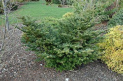 Klein's Nest Fraser Fir (Abies fraseri 'Klein's Nest') at Lakeshore Garden Centres