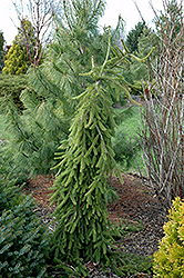 Frohburg Norway Spruce (Picea abies 'Frohburg') at Golden Acre Home & Garden