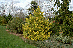 Wolting's Gold Scotch Pine (Pinus sylvestris 'Wolting's Gold') at Lakeshore Garden Centres