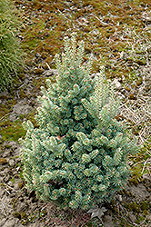 Franklin Fraser Fir (Abies fraseri 'Franklin') at Lakeshore Garden Centres