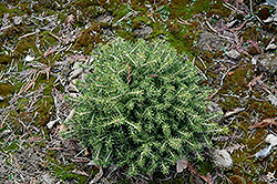 Dan's Dwarf Norway Spruce (Picea abies 'Dan's Dwarf') at Lakeshore Garden Centres