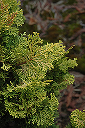 Meroke Twin Hinoki Falsecypress (Chamaecyparis obtusa 'Meroke Twin') at Lakeshore Garden Centres