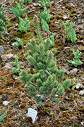 Jyu Man Goku Japanese White Pine (Pinus parviflora 'Jyu Man Goku') at Lakeshore Garden Centres