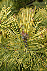 Golden Scotch Pine (Pinus sylvestris 'Aurea') at Lakeshore Garden Centres