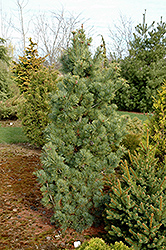 Gimborn's Pyramid Japanese White Pine (Pinus parviflora 'Gimborn's Pyramid') at Lakeshore Garden Centres
