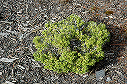 Crystal Ball Korean Fir (Abies koreana 'Kristall Kugel') at Lakeshore Garden Centres