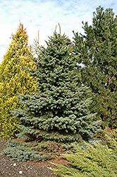 Blue Mist Spruce (Picea pungens 'Blue Mist') at Lakeshore Garden Centres