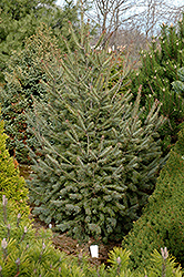 Wycoff's Big Blue Douglas Fir (Pseudotsuga menziesii 'Wycoff's Big Blue') at Lakeshore Garden Centres