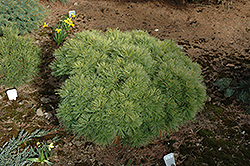 Rezek White Pine (Pinus strobus 'Rezek') at Lakeshore Garden Centres