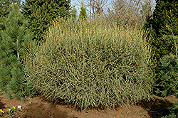 Lanark Larch (Larix decidua 'Lanark') at Lakeshore Garden Centres