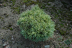 Green Twist White Pine (Pinus strobus 'Green Twist') at Lakeshore Garden Centres
