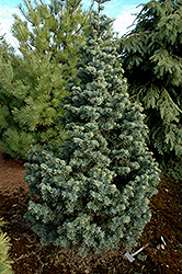 Compact White Fir (Abies concolor 'Compacta') at Lakeshore Garden Centres