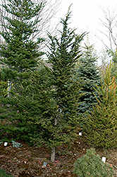 Burkett's Dwarf Hemlock (Tsuga canadensis 'Burkett's Dwarf') at Lakeshore Garden Centres