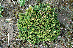 Jean Iseli Hinoki Falsecypress (Chamaecyparis obtusa 'Jean Iseli') at Lakeshore Garden Centres