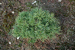 Squiggles White Pine (Pinus strobus 'Squiggles') at Lakeshore Garden Centres