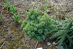 Nellie D Japanese White Pine (Pinus parviflora 'Nellie D') at Lakeshore Garden Centres