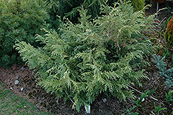 Glauca Prostrata Korean Arborvitae (Thuja koraiensis 'Glauca Prostrata') at Lakeshore Garden Centres
