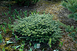 Flying Saucer Korean Fir (Abies koreana 'Fliegende Untertasse') at Lakeshore Garden Centres