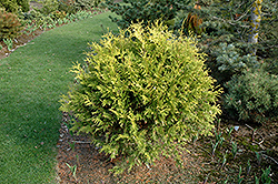 Golden Globe Arborvitae (Thuja occidentalis 'Golden Globe') at A Very Successful Garden Center