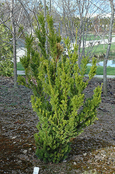 Anthony Wayne Yew (Taxus x media 'Anthony Wayne') at Lakeshore Garden Centres
