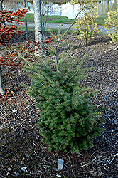 Marshall Douglas Fir (Pseudotsuga menziesii 'Marshall') at Lakeshore Garden Centres