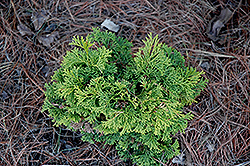 Yellow Tip Hinoki Falsecypress (Chamaecyparis obtusa 'Yellow Tip') at Lakeshore Garden Centres