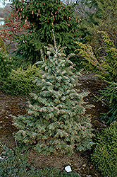 Archer's Dwarf White Fir (Abies concolor 'Archer's Dwarf') at Lakeshore Garden Centres