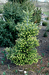 Golden Korean Fir (Abies koreana 'Aurea') at Lakeshore Garden Centres