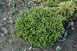 Oberon Korean Fir (Abies koreana 'Oberon') at Lakeshore Garden Centres
