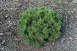Spilled Milk Mugo Pine (Pinus mugo 'Spilled Milk') at Lakeshore Garden Centres
