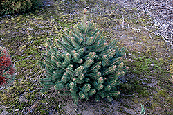 Donna's Rainbow Dwarf Colorado Spruce (Picea pungens 'Donna's Rainbow') at Lakeshore Garden Centres