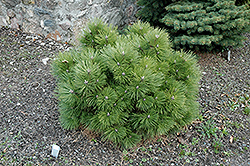 Black Prince Austrian Pine (Pinus nigra 'Black Prince') at Lakeshore Garden Centres
