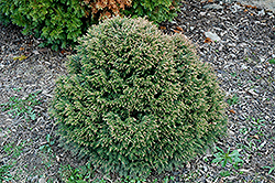 Stewart's Gem Hemlock (Tsuga canadensis 'Stewart's Gem') at Lakeshore Garden Centres