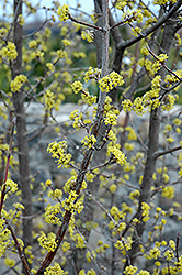 Variegated Cornelian Cherry Dogwood (Cornus mas 'Variegata') at Lakeshore Garden Centres