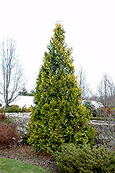 Europe Gold Arborvitae (Thuja occidentalis 'Europe Gold') at Lakeshore Garden Centres