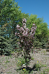 Thunder Bay Flowering Crab (Malus 'Thunder Bay') at Lakeshore Garden Centres