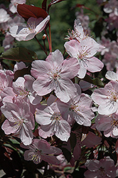 Thunder Bay Flowering Crab (Malus 'Thunder Bay') at Lakeshore Garden Centres