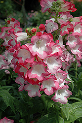 Phoenix Pink Beard Tongue (Penstemon hartwegii 'Phoenix Pink') at Lakeshore Garden Centres