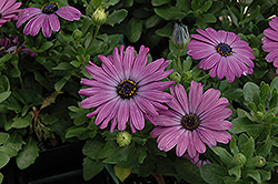 Zion Blue Denim African Daisy (Osteospermum 'Zion Blue Denim') at Lakeshore Garden Centres