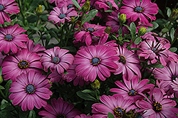 Summertime Hot Pink African Daisy (Osteospermum 'Summertime Hot Pink') at Lakeshore Garden Centres