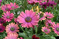 Summertime Blueberry African Daisy (Osteospermum 'Summertime Blueberry') at Lakeshore Garden Centres