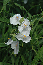 L'Innocence Spiderwort (Tradescantia x andersoniana 'L'Innocence') at Lakeshore Garden Centres