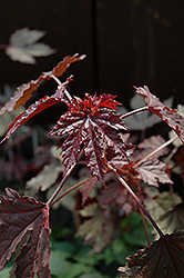 Panama Red Hibiscus (Hibiscus acetosella 'Panama Red') at Lakeshore Garden Centres